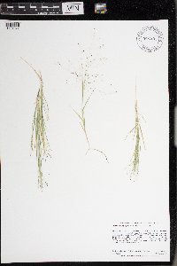 Muhlenbergia asperifolia image