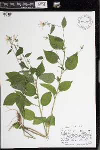 Campanulastrum americanum image