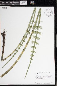 Equisetum fluviatile image