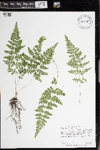 Cystopteris laurentiana image