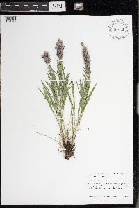 Liatris punctata var. punctata image