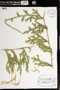 Lycopodium clavatum image