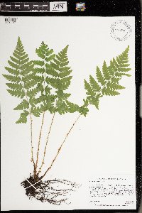 Dryopteris cristata image