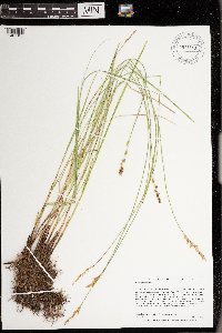 Carex prairea image