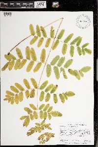 Osmunda regalis var. spectabilis image