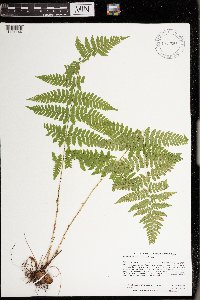 Dryopteris carthusiana image