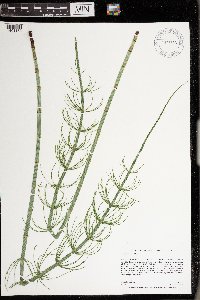 Equisetum fluviatile image