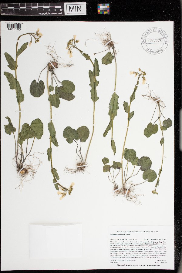 Cardamine douglassii image