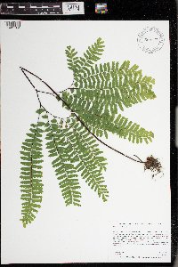 Adiantum pedatum image