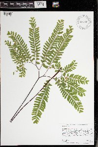 Adiantum pedatum image