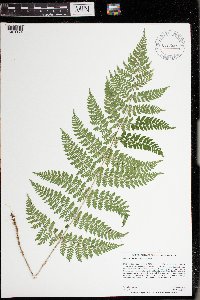 Dryopteris intermedia image