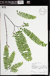 Adiantum pedatum image