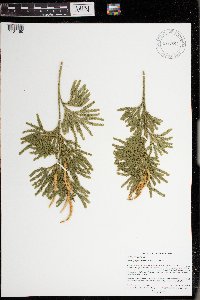 Dendrolycopodium obscurum image