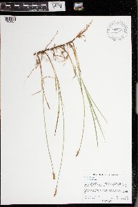 Carex siccata image