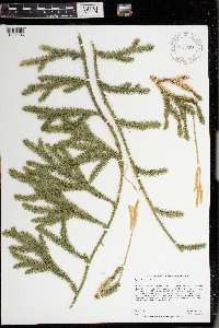 Lycopodium clavatum image