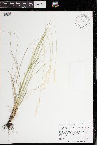 Hesperostipa curtiseta image