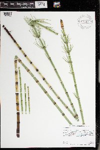 Equisetum fluviatile image