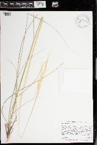 Hesperostipa spartea image