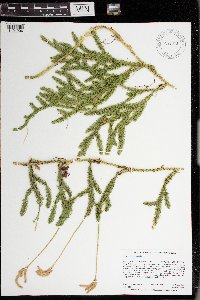 Lycopodium clavatum image