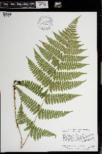 Dryopteris intermedia image