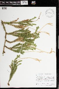 Lycopodium clavatum image