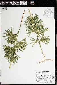 Dendrolycopodium obscurum image