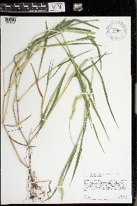 Eriochloa villosa image