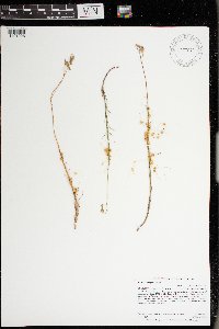 Cuscuta pentagona image