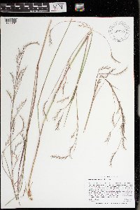 Schizachyrium scoparium image