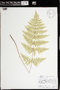 Dryopteris carthusiana image