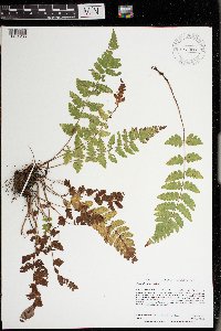 Dryopteris cristata image