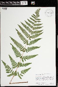 Dryopteris carthusiana image