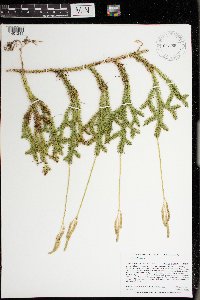 Lycopodium clavatum image