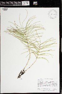 Equisetum arvense image