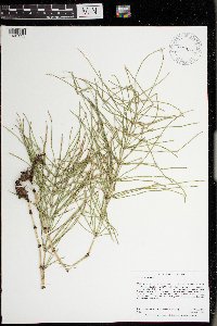 Equisetum arvense image