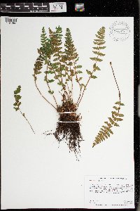 Woodsia ilvensis image