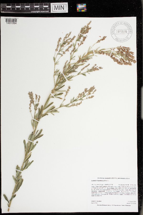 Lespedeza image