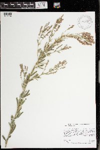 Image of Lespedeza leptostachya