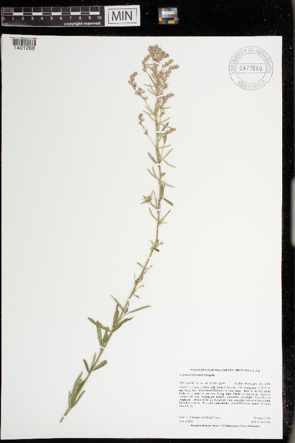 Fabaceae image