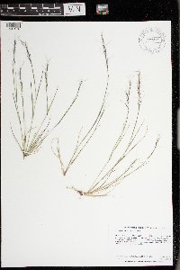 Aristida basiramea image