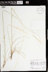 Hesperostipa comata image