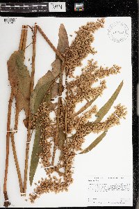 Rumex britannica image