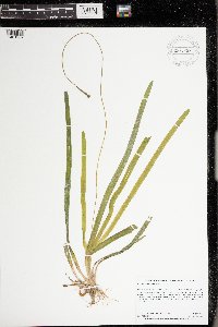 Vallisneria americana image