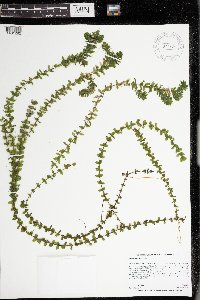 Elodea canadensis image