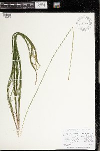 Schoenoplectus subterminalis image