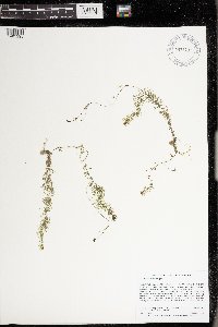 Utricularia intermedia image