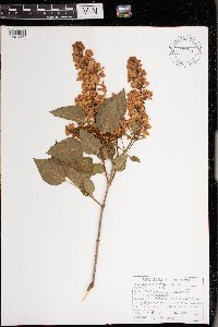 Syringa vulgaris image