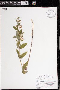 Scutellaria galericulata image