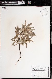 Salix petiolaris image