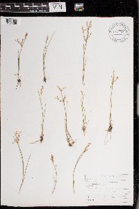 Juncus pelocarpus image